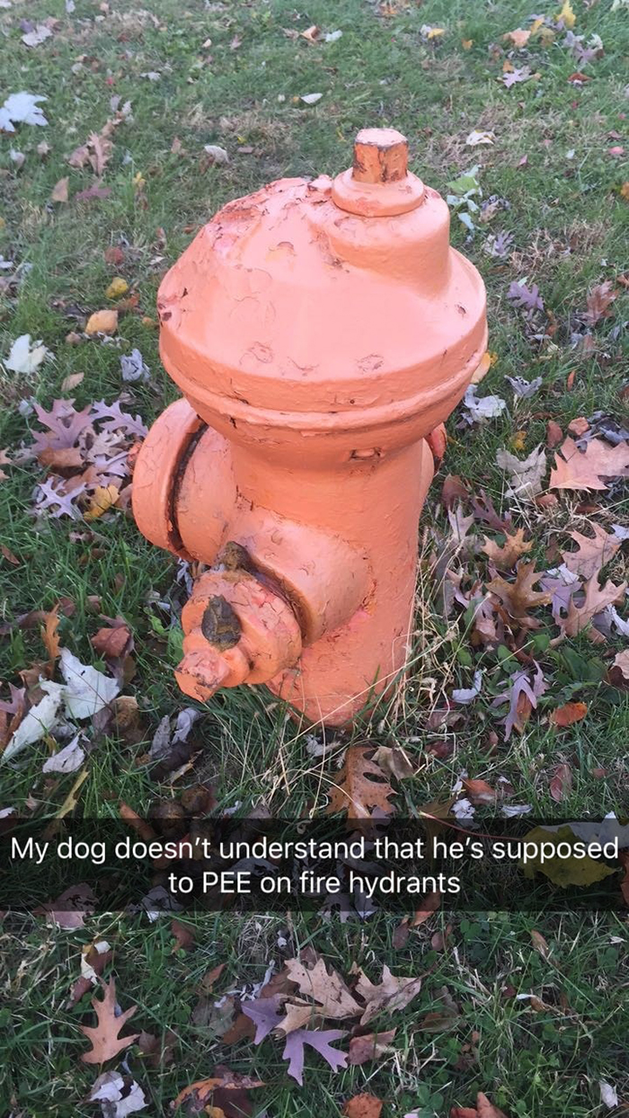 pooch pooping on fire hydrant