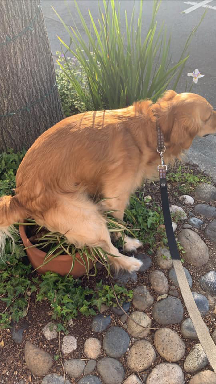 pooch pooping on potted plant