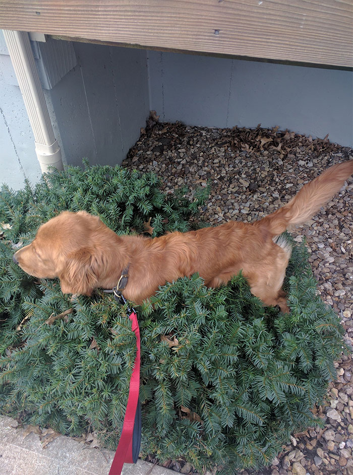 pooch pooping on the bushes