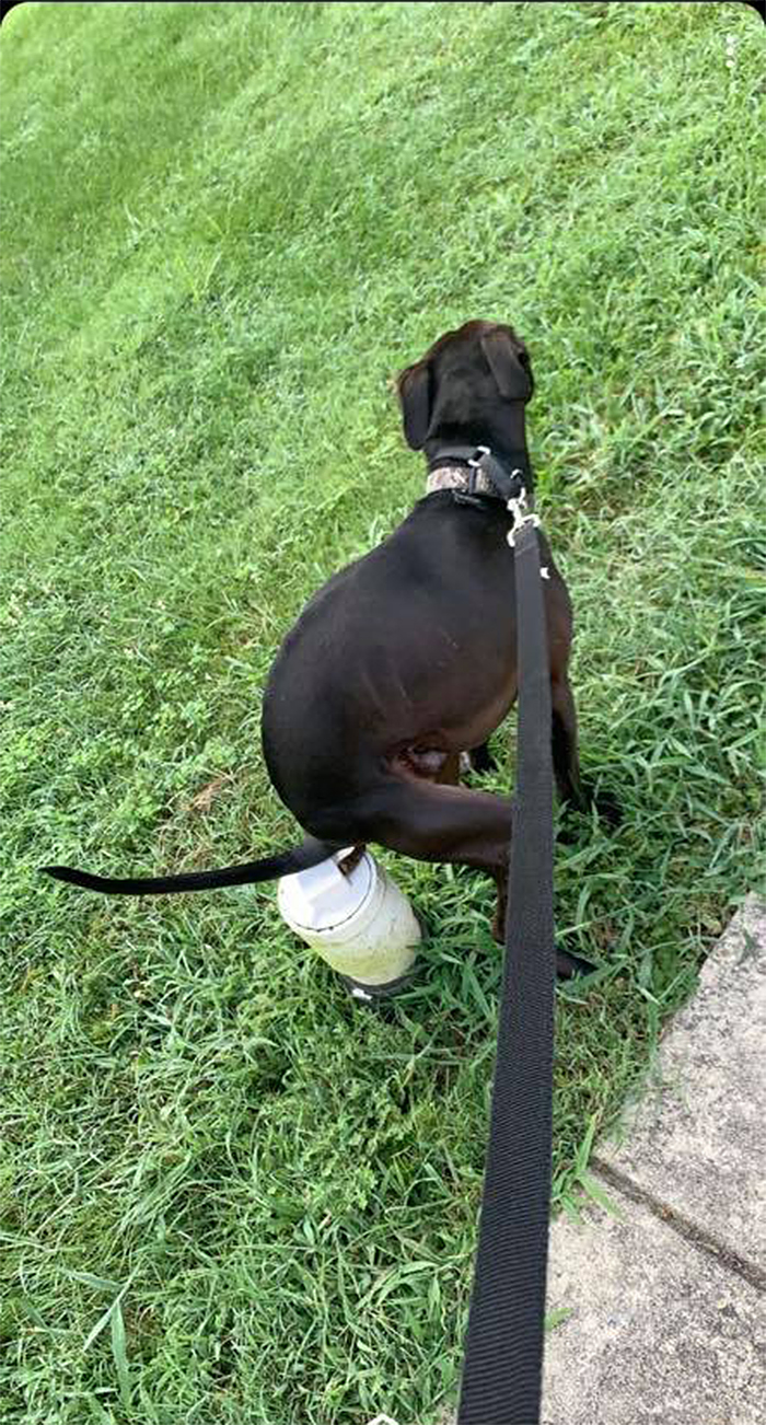 pooch pooping on the garden