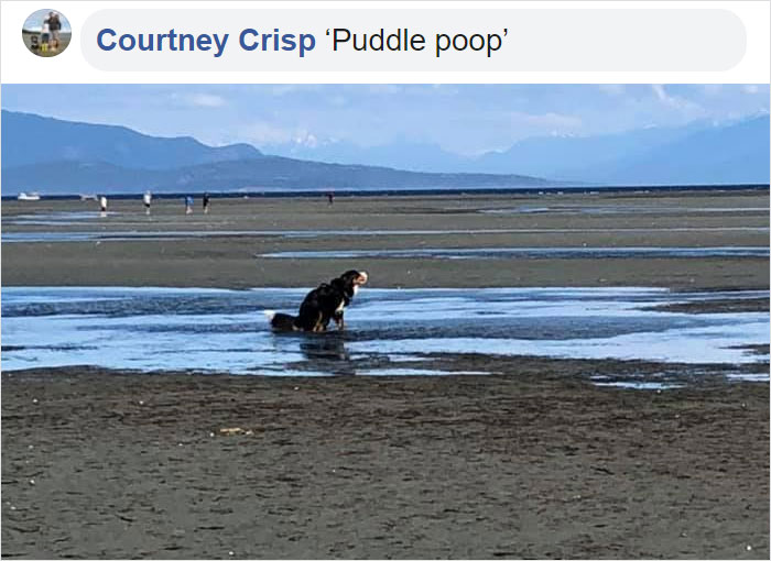 pooch pooping on the puddle