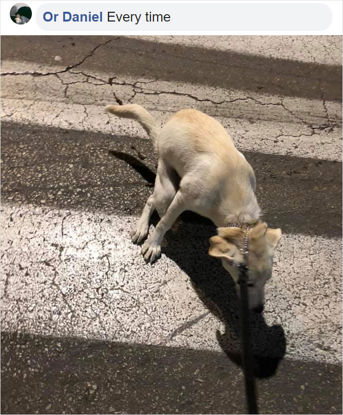 pooch pooping on the street