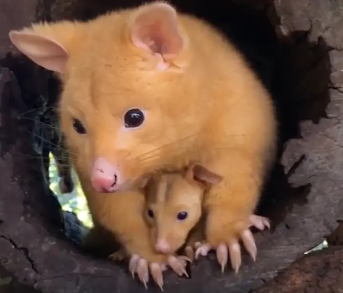 possums with yellow fur
