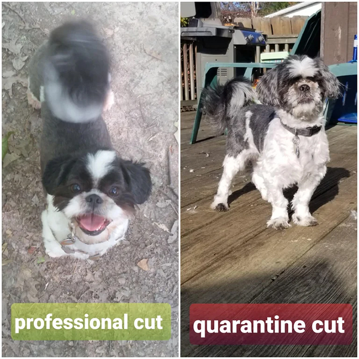 professional cut vs quarantine cut