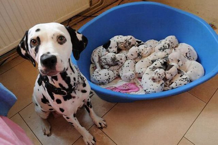 proud mom of dalmatian puppies
