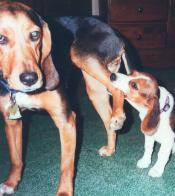 puppy biting on doggo leg