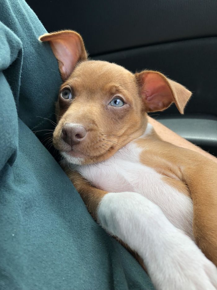 puppy gives a loving stare