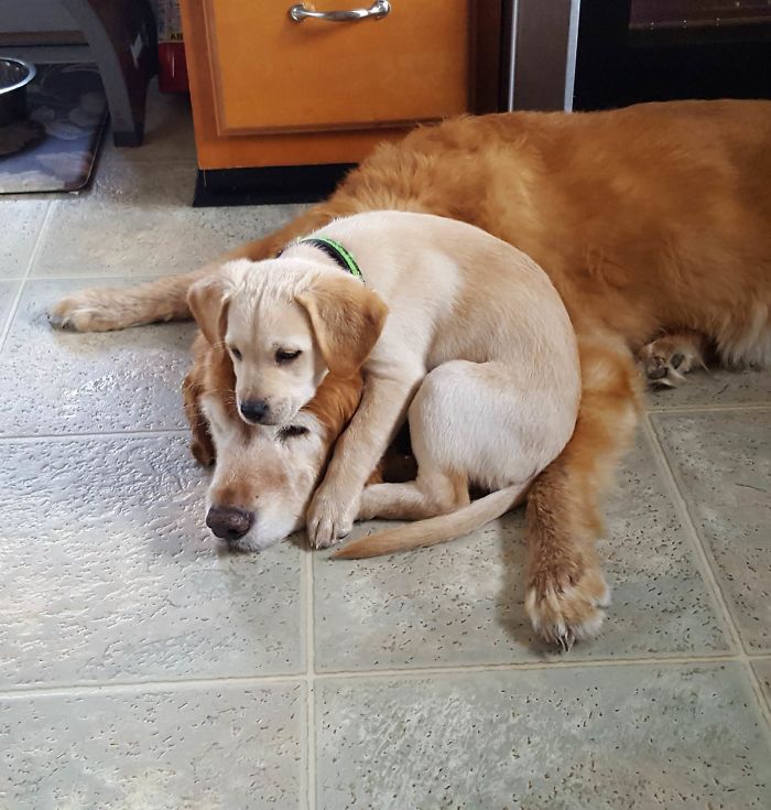 puppy on top of a doggo head