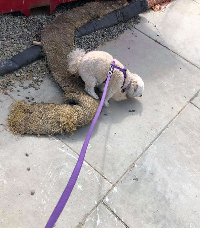 puppy pooping in random places