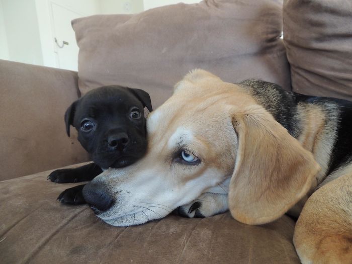 puppy relaxing on big brother head