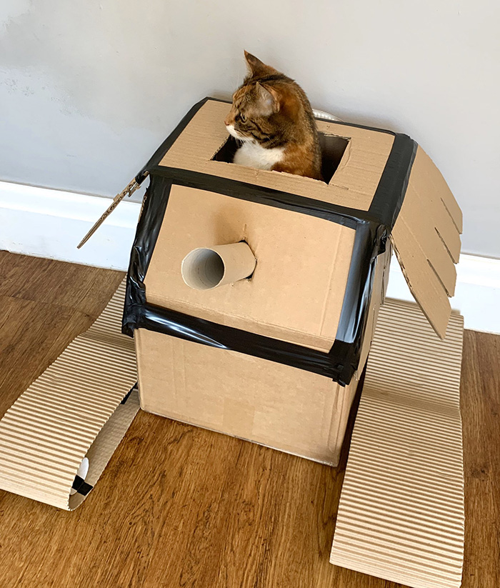 quarantine story cardboard tanks for cats