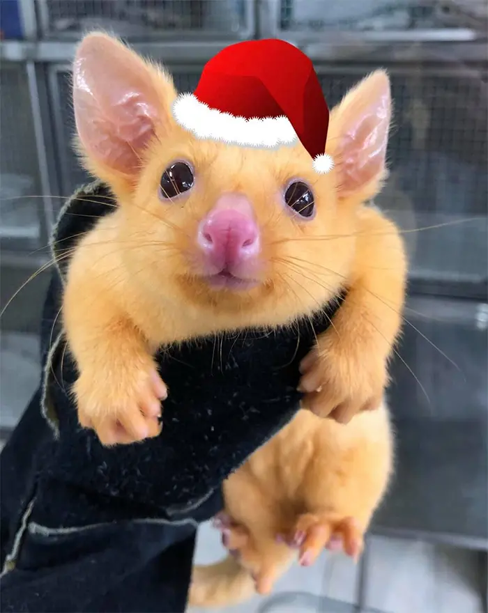 rare adorable golden possum