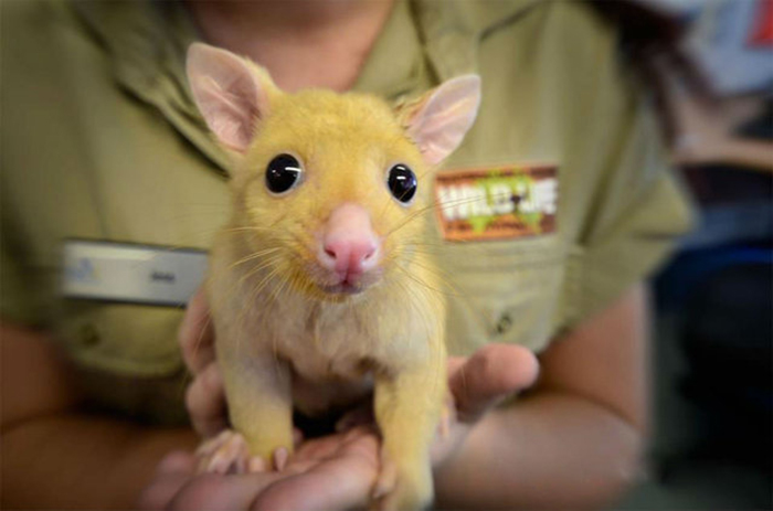 real life pikachu found in the garden