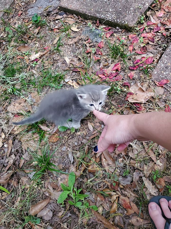 shea prior found kittens in her shed