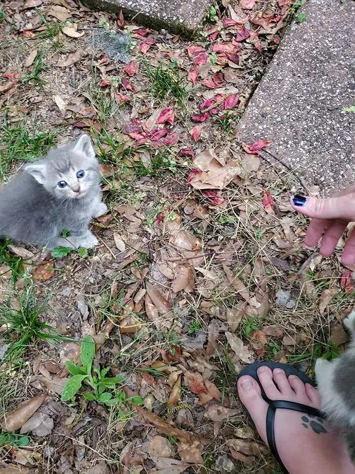 shea prior meets cute gray kitten