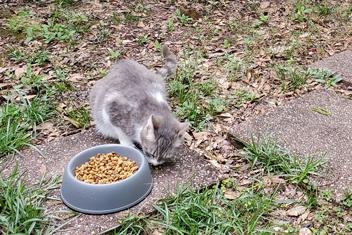 stray cat fed by a woman