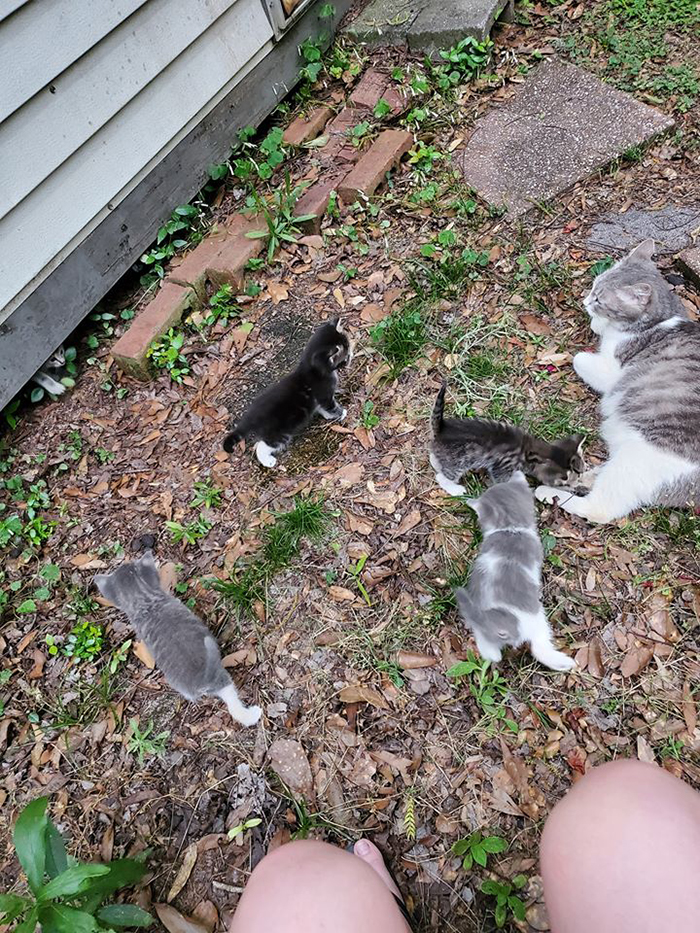 stray cat led introduces her babies to the woman feeding her