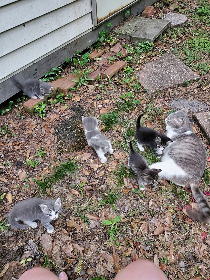 stray cat led woman to her babies