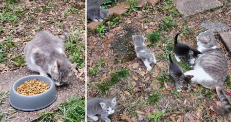 stray cat with kittens