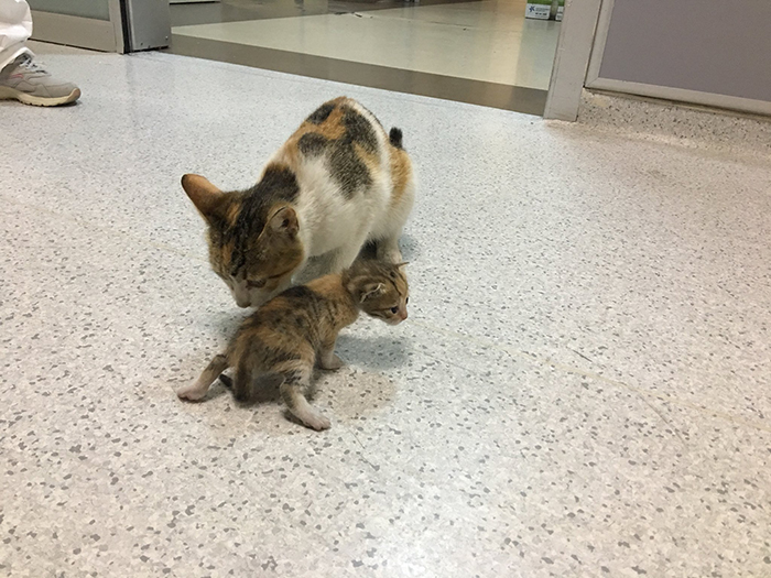 the mother cat and her ill kitten