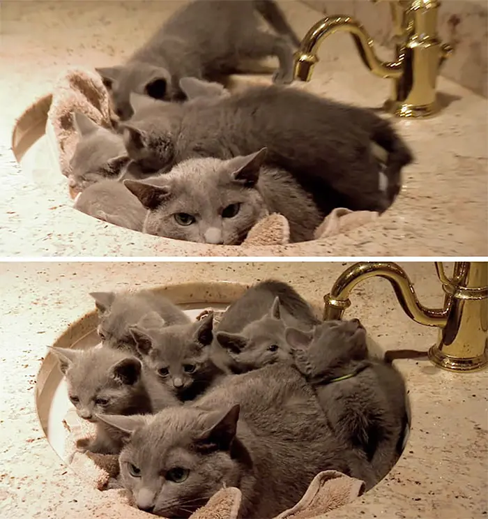 tired dad cat tries to hide from kittens