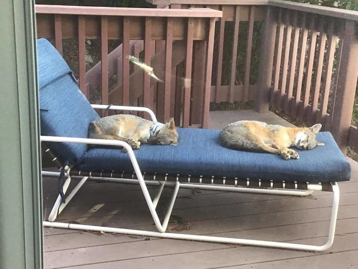 two foxes sleeping on upstairs deck