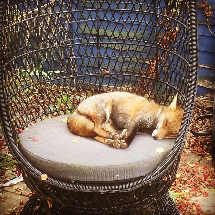 wildfox napping in garden