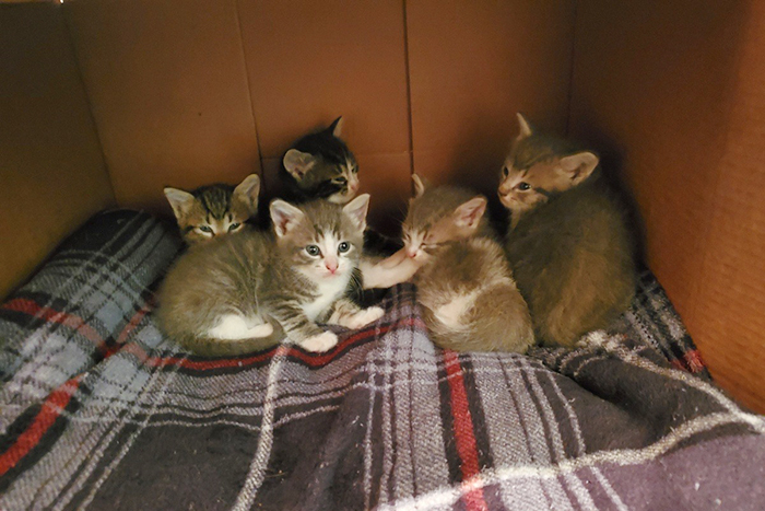 woman takes in a family of stray felines