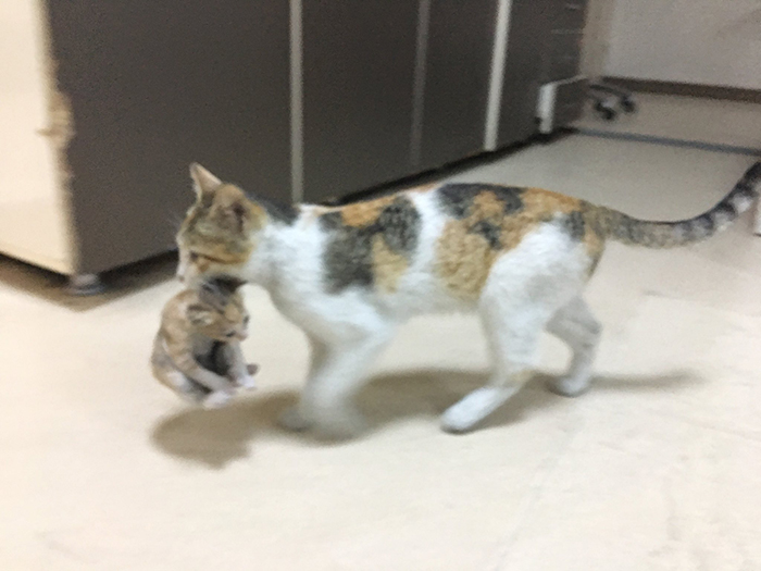 worried mother takes her ill kitten to a human hospital