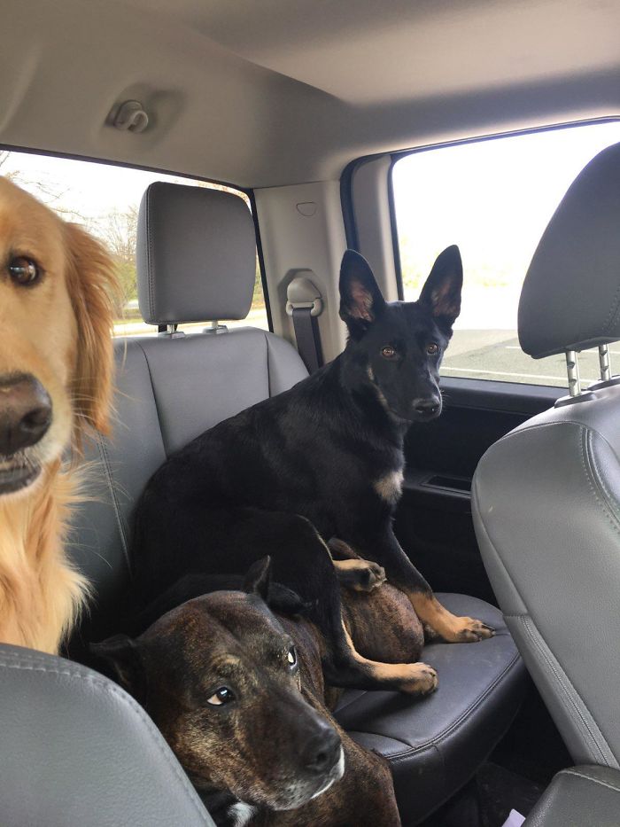 younger canine sibling ruined the trip