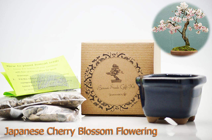 Cherry Blossom Bonsai Tree DIY Kit