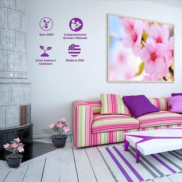 You Can Get Kits To GrowYourOwn Cherry Blossom Bonsai Tree From Amazon