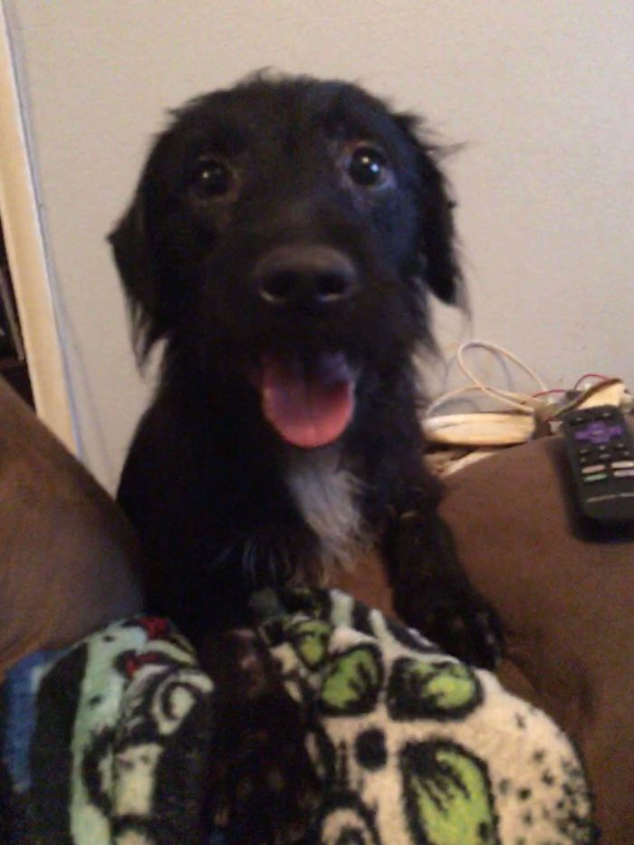 adopted dog peaking over the couch