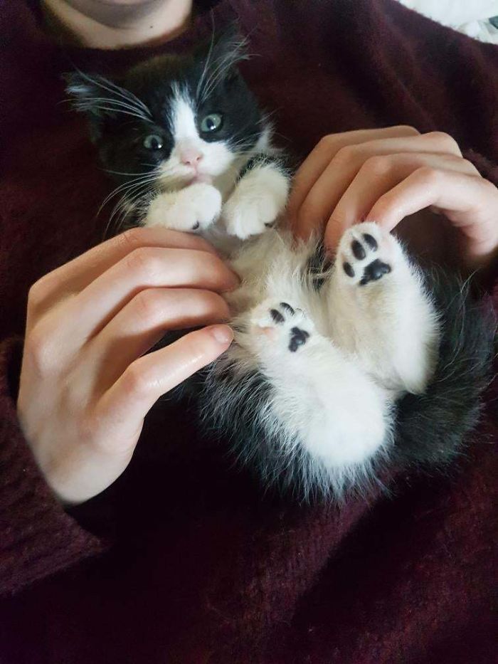 adopted kitty has one pink bean per foot