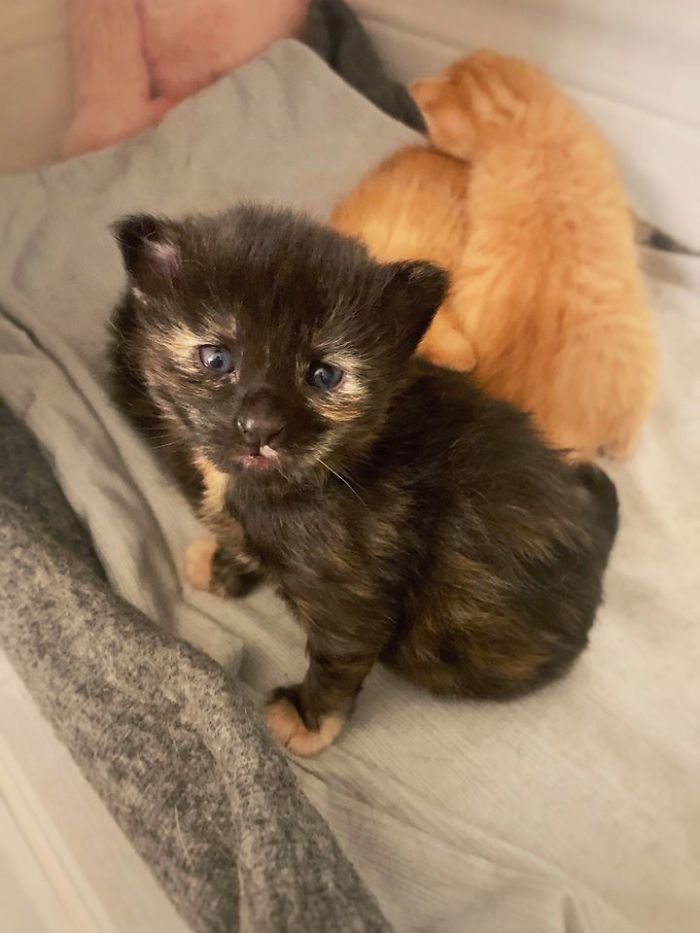 adorable black tiny kitten