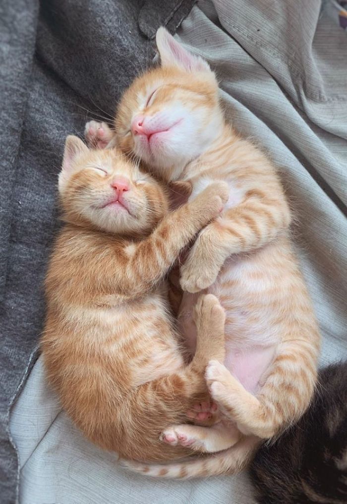adorable kittens sleeping together