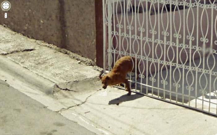 animal pics google map escaping dog
