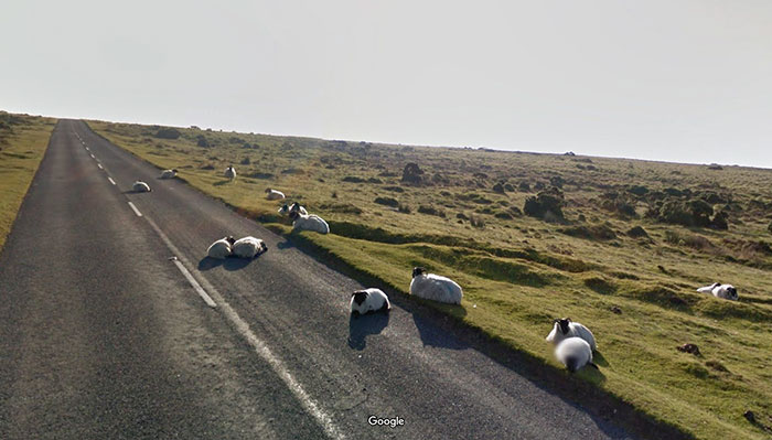 animal pics google map sheep on the moor