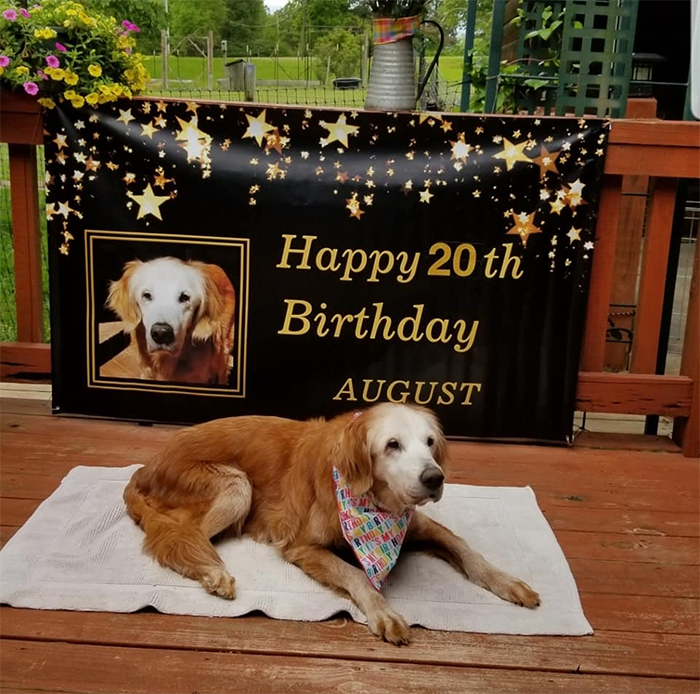 august world's oldest golden retriever turns 20