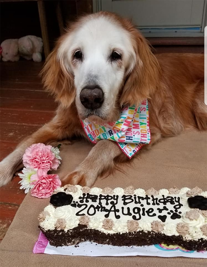 august world's oldest golden retriever