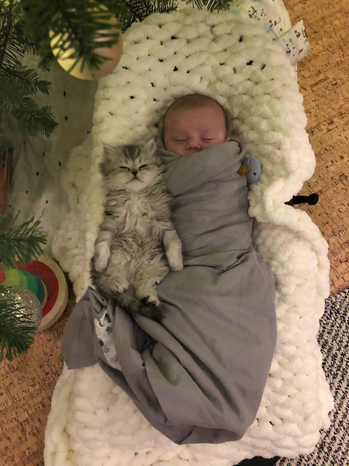 baby and kitten born three days apart