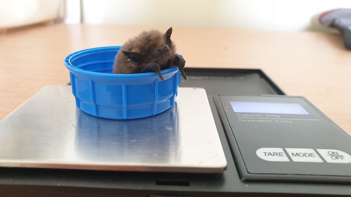 baby bat in tiny plastic container being weighted