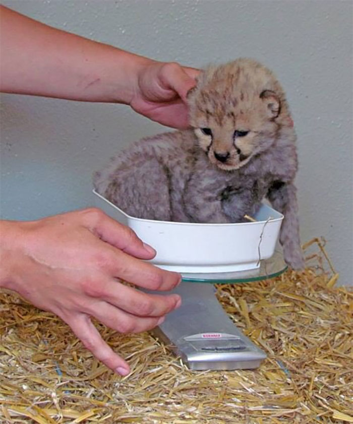 baby cheetah gets weighted