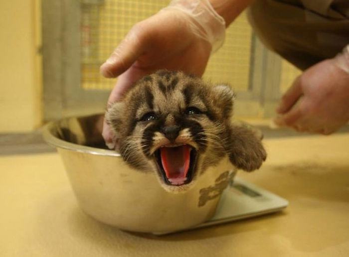 baby cougar being weighted