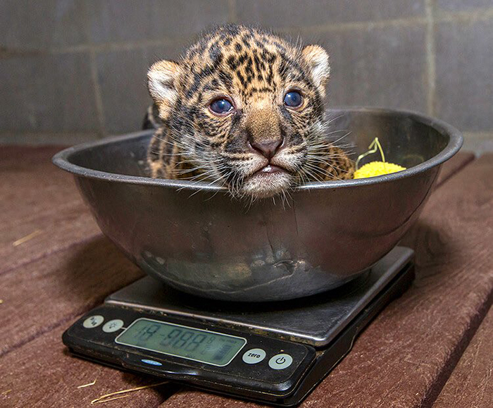 baby jaguar getting weighted