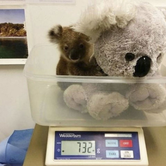 baby koala with a stuffed toy getting weighted