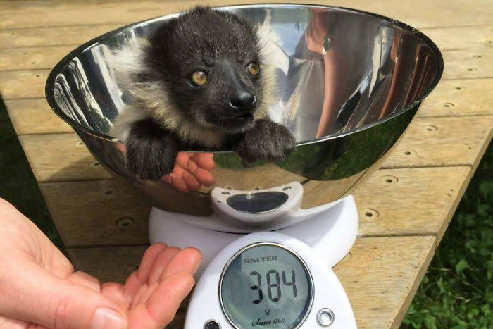 baby lemur gets weighted