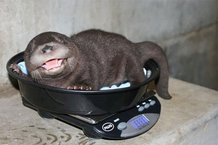 baby otter being weighted