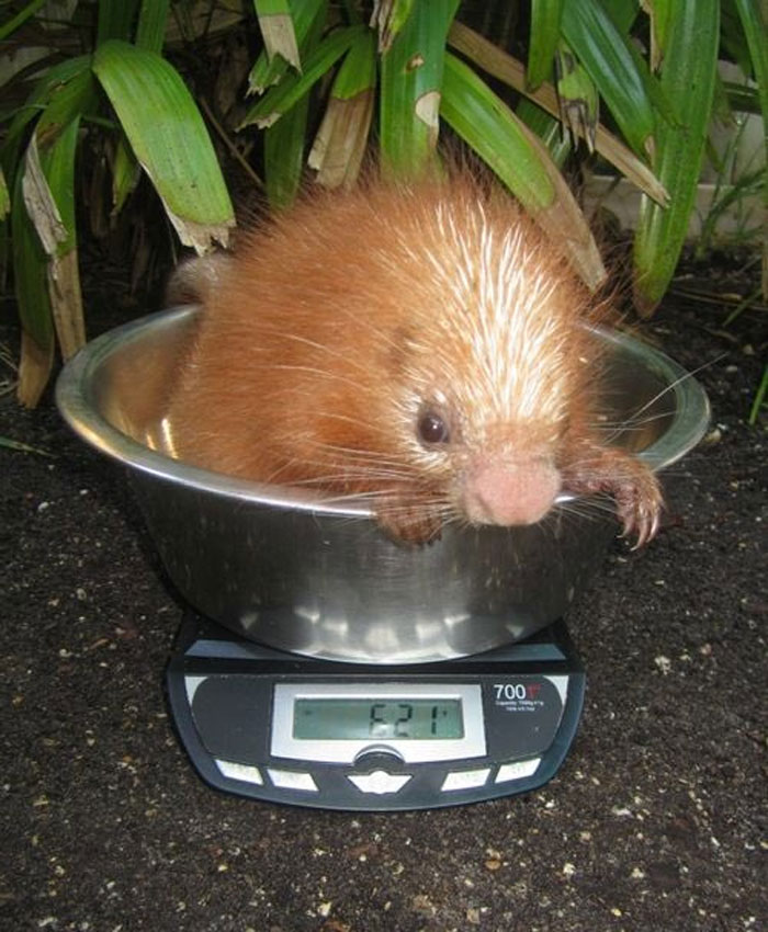 baby porcupine getting weighted