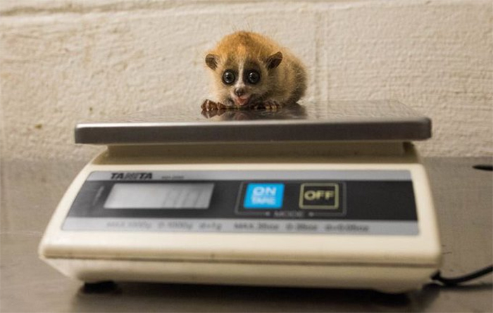 baby pygmy slow loris getting weighted